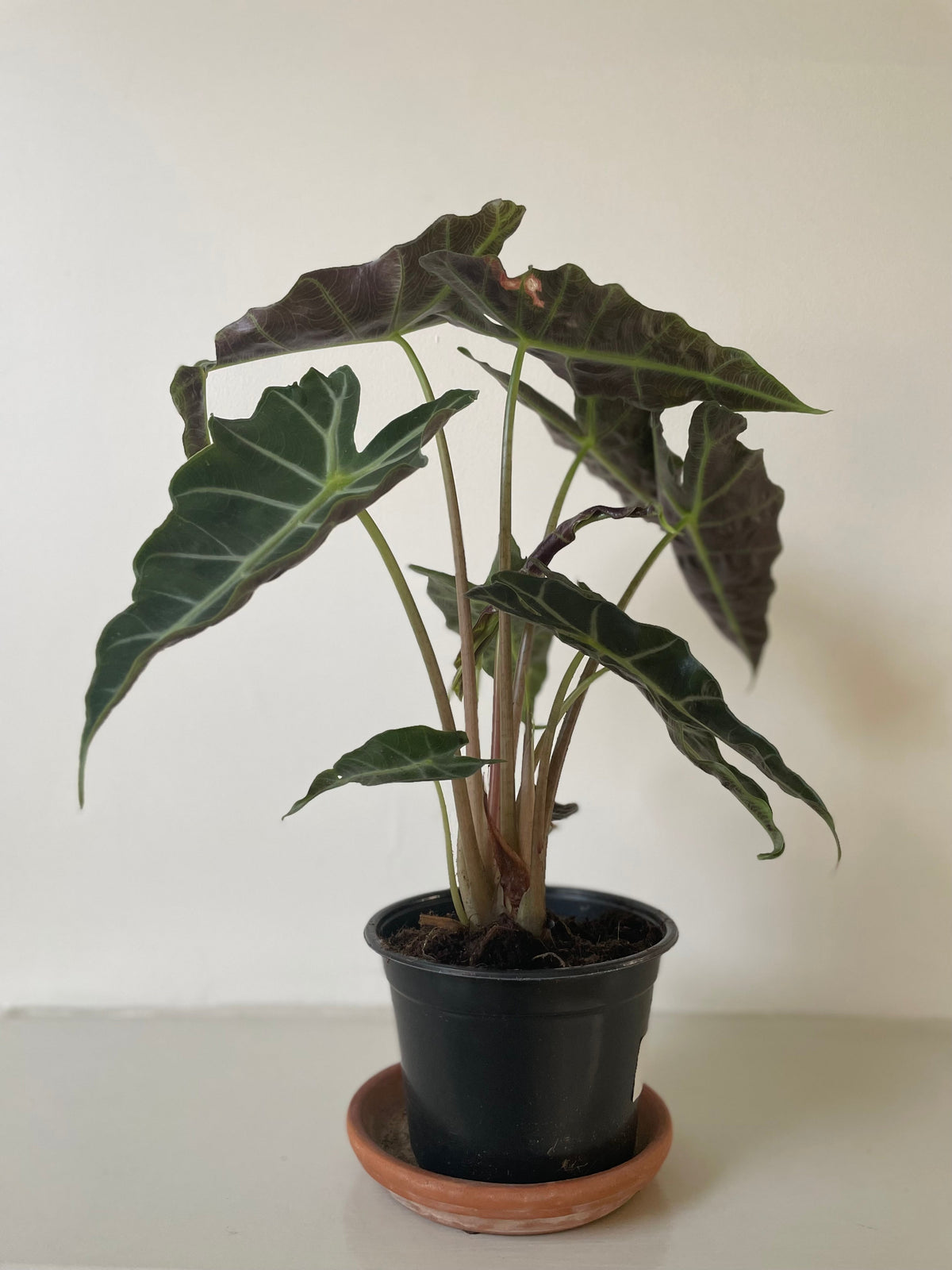 Alocasia Polly 'African Mask'